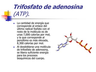 Trifosfato de adenosina
(ATP).
   La cantidad de energía que
    corresponde al enlace del
    último radical fosfato con el
    resto de la molécula es de
    unas 7,000 calorías por mol,
    y la que corresponde al
    penúltimo es más elevada,
    8,300 calorías por mol.
   Al desdoblarse una molécula
    de trifosfato de adenosina,
    se libera suficiente energía
    para los procesos
    bioquímicos del cuerpo.
 