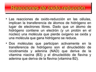 Reacciones de óxido-reducción

    Las reacciones de oxido-reducción en las células,
    implican la transferencia de átomos de hidrógeno en
    lugar de electrones libres. Dado que un átomo de
    hidrógeno contiene un electrón (y un protón en el
    núcleo) una molécula que pierde oxígeno se oxida y
    una molécula que gana hidrógeno se reduce.

    Dos moléculas que participan activamente en la
    transferencia de hidrógeno son el dinucleótido de
    nicotinamida y adenina (NAD) que deriva de la
    vitamina niacina (B3) y el dinucleótido de flavina y
    adenina que deriva de la flavina (vitamina B2).
 