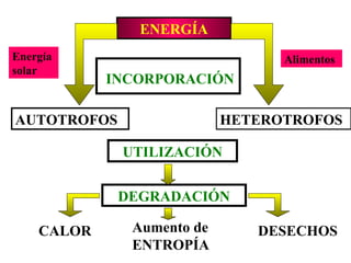 ENERGÍA 
INCORPORACIÓN 
AUTOTROFOS HETEROTROFOS 
UTILIZACIÓN 
DEGRADACIÓN 
CALOR Aumento de 
ENTROPÍA 
DESECHOS 
Energía 
solar 
Alimentos 
 