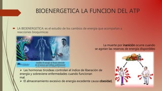 BIOENERGETICA LA FUNCION DEL ATP
 LA BIOENERGETICA: es el estudio de los cambios de energía que acompañan a
reacciones bioquímicas
La muerte por inanición ocurre cuando
se agotan las reservas de energía disponibles
 Las hormonas tiroideas controlan el índice de liberación de
energía y sobreviene enfermedades cuando funcionan
mal.
 El almacenamiento excesivo de energía excedente causa obesidad,
 