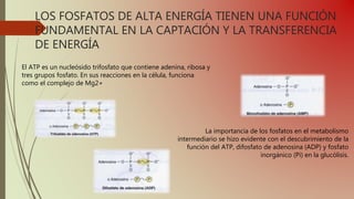 LOS FOSFATOS DE ALTA ENERGÍA TIENEN UNA FUNCIÓN
FUNDAMENTAL EN LA CAPTACIÓN Y LA TRANSFERENCIA
DE ENERGÍA
El ATP es un nucleósido trifosfato que contiene adenina, ribosa y
tres grupos fosfato. En sus reacciones en la célula, funciona
como el complejo de Mg2+
La importancia de los fosfatos en el metabolismo
intermediario se hizo evidente con el descubrimiento de la
función del ATP, difosfato de adenosina (ADP) y fosfato
inorgánico (Pi) en la glucólisis.
 