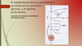 El metabolismo de los carbohidratos
se centra en el suministro de
glucosa y el destino
de Ia misma
La glucosa es el principal combustible de
casi todos los tejidos.
 