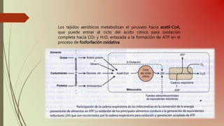 Los tejidos aeróbicos metabolizan el piruvato hacia acetil-CoA,
que puede entrar al ciclo del ácido cítrico para oxidación
completa hacia CO2 y H2O, enlazada a la formación de ATP en el
proceso de fosforilación oxidativa
 