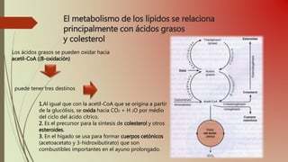 El metabolismo de los lípidos se relaciona
principalmente con ácidos grasos
y colesterol
Los ácidos grasos se pueden oxidar hacia
acetil-CoA ((B-oxidación)
puede tener tres destinos
1.Al igual que con la acetil-CoA que se origina a partir
de la glucólisis, se oxida hacia CO2 + H 2O por médio
del ciclo del ácido cítrico.
2. Es el precursor para la síntesis de colesterol y otros
esteroides.
3. En el hígado se usa para formar cuerpos cetónicos
(acetoacetato y 3-hidroxibutirato) que son
combustibles importantes en el ayuno prolongado.
 