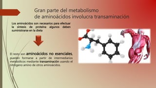 Gran parte del metabolismo
de aminoácidos involucra transaminación
Los aminoácidos son necesarios para efectuar
la síntesis de proteína algunos deben
suministrarse en la dieta
El resto son aminoácidos no esenciales,
pueden formarse a partir de intermediarios
metabólicos mediante transaminación usando el
nitrógeno amino de otros aminoácidos.
 