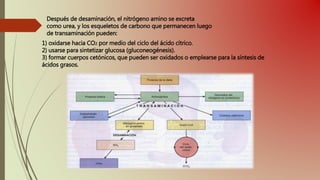 Después de desaminación, el nitrógeno amino se excreta
como urea, y los esqueletos de carbono que permanecen luego
de transaminación pueden:
1) oxidarse hacia CO2 por medio del ciclo del ácido cítrico.
2) usarse para sintetizar glucosa (gluconeogénesis).
3) formar cuerpos cetónicos, que pueden ser oxidados o emplearse para la síntesis de
ácidos grasos.
 