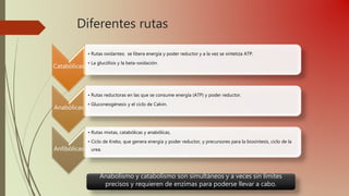 Diferentes rutas
Catabólicas
• Rutas oxidantes; se libera energía y poder reductor y a la vez se sintetiza ATP.
• La glucólisis y la beta-oxidación.
Anabólicas
• Rutas reductoras en las que se consume energía (ATP) y poder reductor.
• Gluconeogénesis y el ciclo de Calvin.
Anfibólicas
• Rutas mixtas, catabólicas y anabólicas,
• Ciclo de Krebs, que genera energía y poder reductor, y precursores para la biosíntesis, ciclo de la
urea.
Anabolismo y catabolismo son simultáneos y a veces sin límites
precisos y requieren de enzimas para poderse llevar a cabo.
 