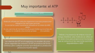 Muy importante: el ATP
Adenosín Trifosfato (ATP)
Molécula utilizada por todos los organismos vivos para proporcionar
energía en las reacciones químicas.
Es uno de los cuatro monómeros utilizados en la síntesis de ARN
celular.
Es una coenzima de transferencia de grupos fosfato que se enlaza de
manera no-covalente a las enzimas quinasas (Co-sustrato).
Debido a la presencia de enlaces ricos en
energía (fosfatos), esta molécula se utiliza en
los seres vivos para proporcionar la energía
que se consume en las reacciones químicas
degradándose a ADP.
Las reservas de ATP en el organismo no exceden de unos
pocos segundos de consumo. El ATP se produce de forma
continua, pero cualquier proceso que bloquee su producción
provoca la muerte rápida.
 