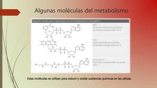 Algunas moléculas del metabolismo
Estas moléculas se utilizan para reducir y oxidar sustancias químicas en las células.
 