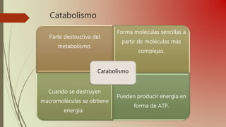 Catabolismo
Parte destructiva del
metabolismo.
Forma moléculas sencillas a
partir de moléculas más
complejas.
Cuando se destruyen
macromoléculas se obtiene
energía.
Pueden producir energía en
forma de ATP.
Catabolismo
 