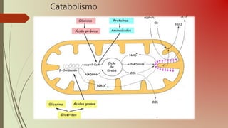 Catabolismo
 