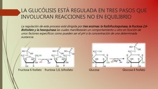 LA GLUCÓLISIS ESTÁ REGULADA EN TRES PASOS QUE
INVOLUCRAN REACCIONES NO EN EQUILIBRIO
La regulación de este proceso está dirigida por tres enzimas: la fosfofructoquinasa, la fructosa 2,6-
Bisfosfato y la hexoquinasa las cuales manifestarán un comportamiento u otro en función de
unos factores específicos como pueden ser el pH o la concentración de una determinada
sustancia.
Fructosa 6 fosfato fructosa 1,6, bifosfato Glucosa Glucosa 6 fosfato
 