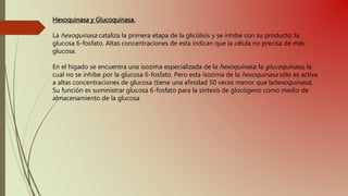 Hexoquinasa y Glucoquinasa.
La hexoquinasa cataliza la primera etapa de la glicólisis y se inhibe con su producto: la
glucosa 6-fosfato. Altas concentraciones de esta indican que la célula no precisa de más
glucosa.
En el hígado se encuentra una isozima especializada de la hexoquinasa: la glucoquinasa, la
cual no se inhibe por la glucosa 6-fosfato. Pero esta isozima de la hexoquinasa sólo es activa
a altas concentraciones de glucosa (tiene una afinidad 50 veces menor que lahexoquinasa).
Su función es suministrar glucosa 6-fosfato para la síntesis de glocógeno como medio de
almacenamiento de la glucosa
 