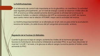 Regulación de la Fructosa 2,6-Bisfosfato.
Cuando la glucosa es baja en sangre, aumenta los niveles de la hormona glucagón que
favorece la fosforilación de la enzima inhibiendo la actividad PFK2, lo que hace descender el
nivel de F-2,6-BP. Y al revés, si la glucosa es alta en sangre, la enzima pierde el fosfato unido
activando la PFK2.
La fosfofructoquinasa.
Es el elemento de control más importante en la vía glucolítica en mamíferos. Su actividad
está regulada principalmente por el nivel de energía: cuando se observan niveles altos de
ATP, el enzima se inhibe alostéricamente disminuyendo la afinidad del enzima por la
fructosa 6-Fosfato. La relación inhibidora del ATP se contraresta por el AMP, de manera
que cuanto menor sea la relación ATP/AMP, mayor será la actividad del enzima.
La fosfofructoquinasa tambien se ve afectada por el pH, esto es para evitar la acumulación
excesiva de lactato y la caída brusca del pH sanguíneo provocando acidosis.
 