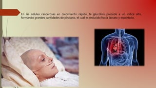 En las células cancerosas en crecimiento rápido, la glucólisis procede a un índice alto,
formando grandes cantidades de piruvato, el cual es reducido hacia lactato y exportado.
 