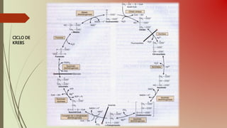 CICLO DE
KREBS
 