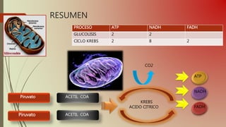 RESUMEN
Piruvato
Piruvato
PROCESO ATP NADH FADH
GLUCOLISIS 2 2
CICLO KREBS 2 8 2
ACETIL COA
ACETIL COA
CO2
ATP
NADH
FADH
KREBS
ACIDO CITRICO
 
