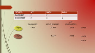 PROCESO ATP NADH FADH
GLUCOLISIS 2 2
CICLO KREBS 2 8 2
NADH
FADH
GLUCOLISIS
4 ATP
CICLO DE KREBS
24 ATP
4 ATP
ATP
PRODUCIDOS
2 ATP
2 ATP 30 ATP
6 ATP
36 ATP
 