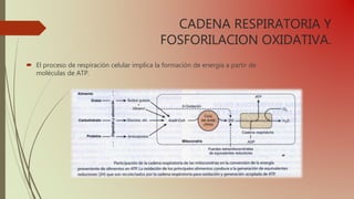 CADENA RESPIRATORIA Y
FOSFORILACION OXIDATIVA.
 El proceso de respiración celular implica la formación de energia a partir de
moléculas de ATP.
 