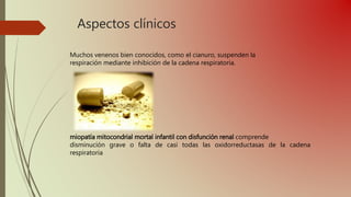 Aspectos clínicos
Muchos venenos bien conocidos, como el cianuro, suspenden la
respiración mediante inhibición de la cadena respiratoria.
miopatía mitocondrial mortal infantil con disfunción renal comprende
disminución grave o falta de casi todas las oxidorreductasas de la cadena
respiratoria
 