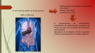 Un ser humano adulto de 70 kg requiere
2000 a 3000 kcal.
Requerimiento se satisface: carbohidratos
(40 a 60%)
lípidos ( 30 a 40%)
proteína (10 a 15%).
El requerimiento de combustibles
metabólicos es relativamente constante de
modo que hay una necesidad de almacenar
carbohidratos
(glucógeno en el hígado y en los músculos)
y lípidos (triacil glicerol en el tejido adiposo)
 