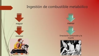 Ingestión de combustible metabólico
mayor menor
obesidad Emaciación consunción y la
muerte
 
