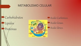 METABOLISMO CELULAR
Carbohidratos
Lípidos
Proteínas
Acido Carbónico.
Acido Graso.
Acido Úrico.
 