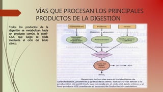 VÍAS QUE PROCESAN LOS PRINCIPALES
PRODUCTOS DE LA DIGESTIÓN
Todos los productos de la
digestión se metabolizan hacia
un producto común, la acetil-
CoA, que luego se oxida
mediante el ciclo del ácido
cítrico.
 