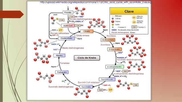 Bioenergetica. glucolisis