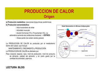 PRODUCCION DE CALOR
Origen
a) Producción metabólica: reacciones bioquímicas exotérmicas.
b) Producción extrametabólica:
- Acto involuntario de tiritar
- Actividad muscular
- Acción hormonal (T3 y T4 aumentan VO2. La
adrenalina aumenta las oxidaciones tisulares) = ESTRES
- Grasa parda (se oxidan ácidos grasos)
La PRODUCCION DE CALOR es producido por el metabolismo
dentro del cuerpo, que incluye:
MANTENIMIENTO, CRECIMIENTO y PRODUCCIÓN.
La PRODUCCION DE CALOR es afectado por:
Peso corporal, especie, raza, nivel de producción, nivel de consumo
de alimento, calidad del alimento, y en cierto grado por la
cantidad de actividad y ejercicio.
LECTURA: BLOG
 