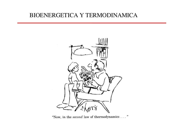 Como no metabolismo del paracetamol
