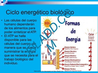 Ciclo energético biológico
• Las células del cuerpo
humano dependerán
de los alimentos para
poder sintetizar el ATP.
• El ATP se halla
disponible para las
células del cuerpo, de
manera que se pueda
suministrar la energía
que se necesita para el
trabajo biológico del
individuo.
Este archivo fue descargado de https://filadd.com
 