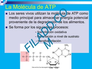 La Molécula de ATP
 Los seres vivos utilizan la molécula de ATP como
medio principal para almacenar energía potencial
proveniente de la degradación de los alimentos.
 Se forma por los siguientes procesos:
- fosforilación oxidativa
- fosforilación a nivel de sustrato
- transfosforilación
Este archivo fue descargado de https://filadd.com
 