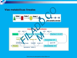 Vías metabólicas lineales
Este archivo fue descargado de https://filadd.com
 