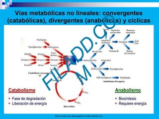 Vías metabólicas no lineales: convergentes
(catabólicas), divergentes (anabólicas) y cíclicas
Este archivo fue descargado de https://filadd.com
 