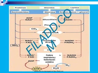 Cadena
respiratoria y
fosforilación
oxidativa
Este archivo fue descargado de https://filadd.com
 
