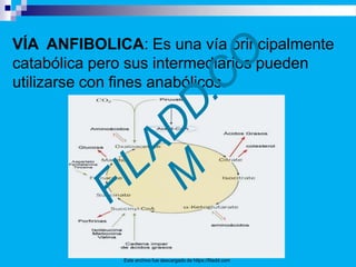 VÍA ANFIBOLICA: Es una vía principalmente
catabólica pero sus intermediarios pueden
utilizarse con fines anabólicos.
Este archivo fue descargado de https://filadd.com
 