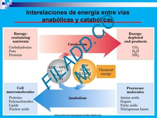 Interelaciones de energía entre vías
anabólicas y catabólicas
Este archivo fue descargado de https://filadd.com
 