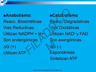 Anabolismo:
Reacc. Biosintéticas
Vias Reductivas
Utilizan NADPH + H+
Son endergónicas
∆G (+)
Utilizan ATP
Este archivo fue descargado de https://filadd.com
Catabolismo
Reacc. Degradativas
Vias Oxidativas
Utilizan NAD+ y FAD
Son exergónicas
∆G (-)
Espontáneas
Sintetizan ATP
 