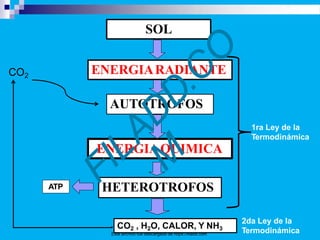 SOL
ENERGIARADIANTE
AUTOTROFOS
HETEROTROFOS
ENERGIAQUIMICA
CO2 , H2O, CALOR, Y NH3
CO2
1ra Ley de la
Termodinámica
2da Ley de la
Termodinámica
ATP
Este archivo fue descargado de https://filadd.com
 