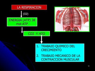 LA RESPIRACION
        (O2)

ENERGIA (ATP) 38
    mol ATP


           CO2 Y H2O


                   1. TRABAJO QUIMICO DEL
                      CRECIMIENTO
                   2. TRABAJO MECANICO DE LA
                      CONTRACCION MUSCULAR
                                               10
 