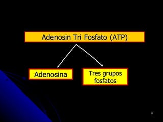 Adenosin Tri Fosfato (ATP)




Adenosina       Tres grupos
                  fosfatos



                               11
 