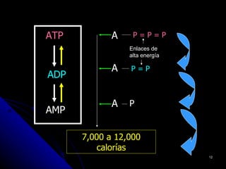 ATP          A    P=P=P
                 Enlaces de
                 alta energía

             A   P=P
ADP

             A   P
AMP

      7,000 a 12,000
          calorías
                                12
 