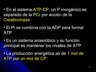 • En el sistema ATP-CP, un P inorgánico es
separado de la PCr por acción de la
Creatincinasa
• El Pi se combina con la ADP para formar
ATP
• Es un sistema anaeróbico y su función
principal es mantener los niveles de ATP
• La producción energética es de 1 mol de
ATP por un mol de CP
                                             19
 