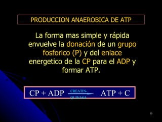 PRODUCCION ANAEROBICA DE ATP

  La forma mas simple y rápida
envuelve la donación de un grupo
    fosforico (P) y del enlace
energetico de la CP para el ADP y
           formar ATP.


CP + ADP    CREATIN-
            QUINASA
                       ATP + C

                                    20
 