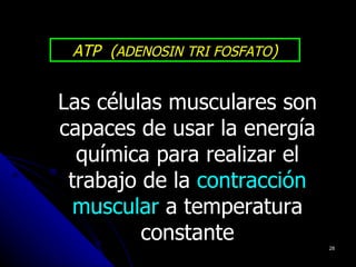 ATP (ADENOSIN TRI FOSFATO)


Las células musculares son
capaces de usar la energía
  química para realizar el
 trabajo de la contracción
  muscular a temperatura
         constante            28
 