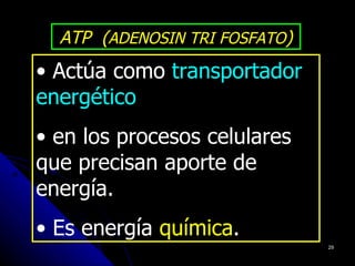 ATP (ADENOSIN TRI FOSFATO)
• Actúa como transportador
energético
• en los procesos celulares
que precisan aporte de
energía.
• Es energía química.
                               29
 