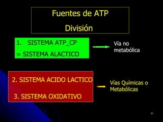 Fuentes de ATP
               División
 1. SISTEMA ATP_CP           Vía no
                             metabólica
 = SISTEMA ALACTICO



2. SISTEMA ACIDO LACTICO    Vías Químicas o
                            Metabólicas
3. SISTEMA OXIDATIVO

                                              31
 