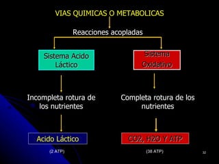VIAS QUIMICAS O METABOLICAS

                Reacciones acopladas


    Sistema Acido                  Sistema
        Láctico                    Oxidativo



Incompleta rotura de         Completa rotura de los
    los nutrientes                nutrientes



  Acido Láctico                CO2, H2O Y ATP
      (2 ATP)                          (38 ATP)       32
 