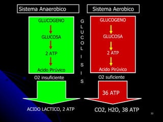 Sistema Anaerobico            Sistema Aerobico

        GLUCOGENO         G     GLUCOGENO
                          L
                          U
         GLUCOSA          C       GLUCOSA
                          O
                          L
           2 ATP                    2 ATP
                          I
                          S
       Acido Pirúvico           Acido Pirúvico
                          I
      O2 insuficiente           O2 suficiente
                          S

                                 36 ATP

   ACIDO LACTICO, 2 ATP       CO2, H2O, 38 ATP   33
 